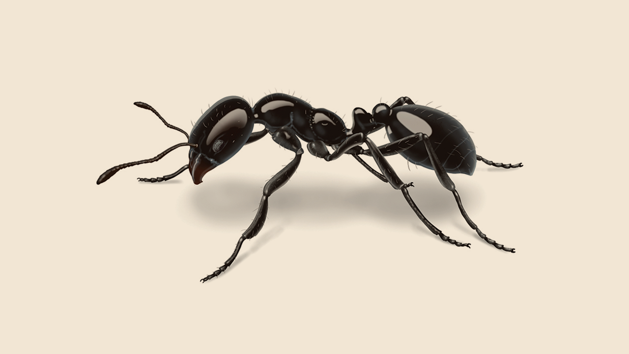 Little Black Ants, Tiny Black Ants In Your House