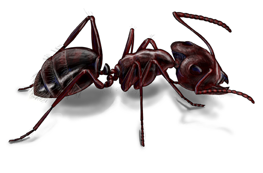 red carpenter ant queen