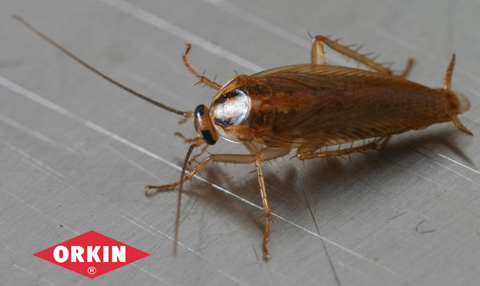 Do Cockroaches Bite? | Cockroach Bite Facts | Orkin