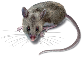 What Do Deer Mice Look Like