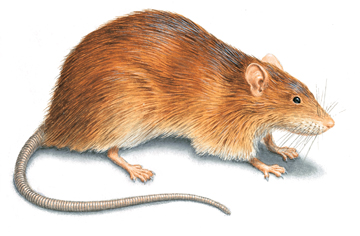 Identifying Norway Rats