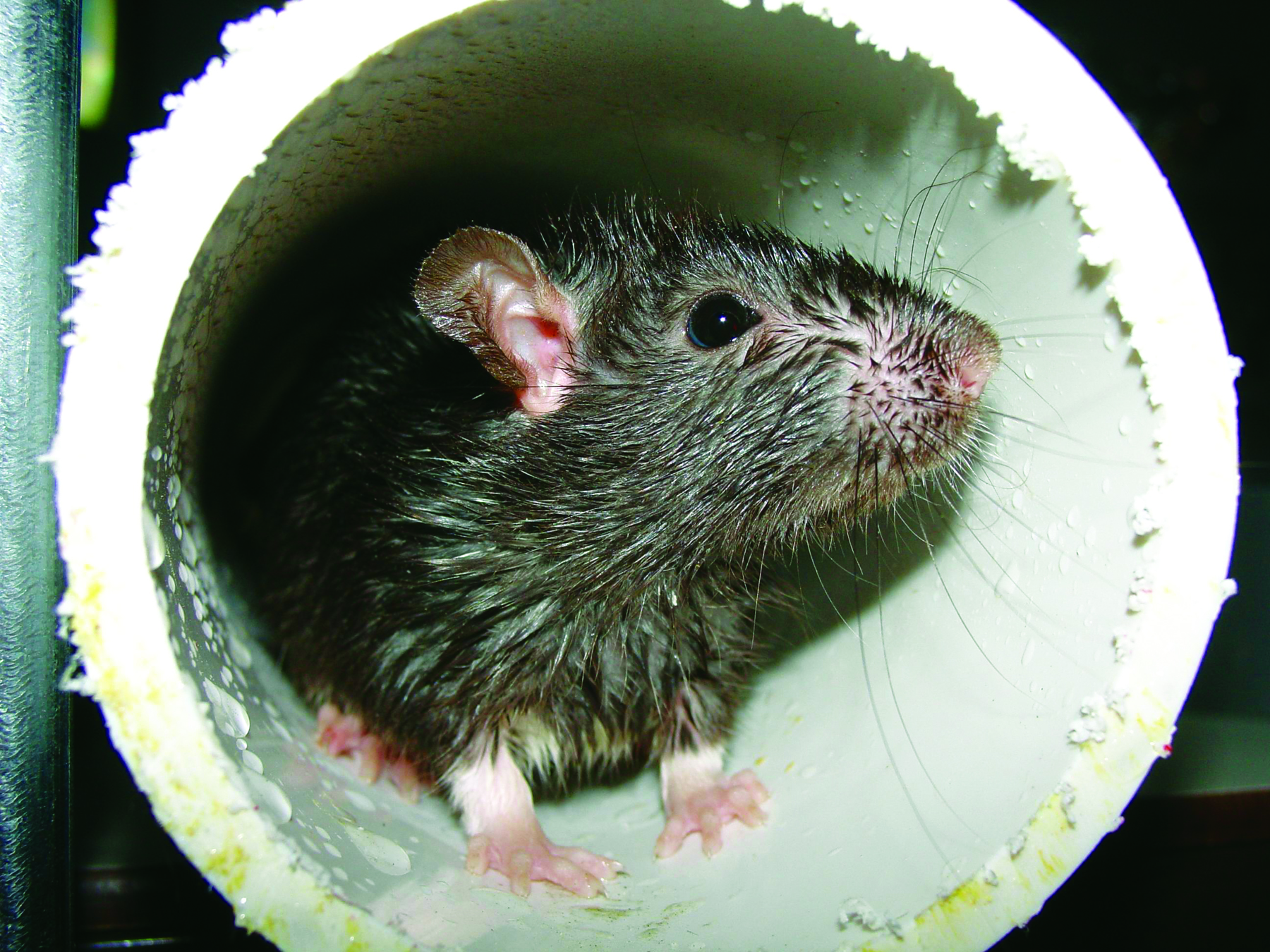 Identifying Norway Rats