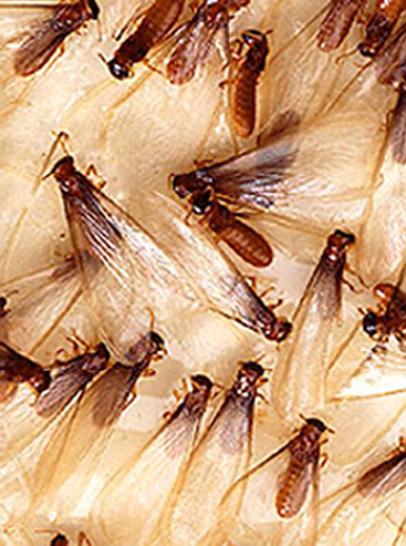 do flying termites eat wood