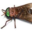 Fly Exterminator - How To Identify & Get Rid Of Flies