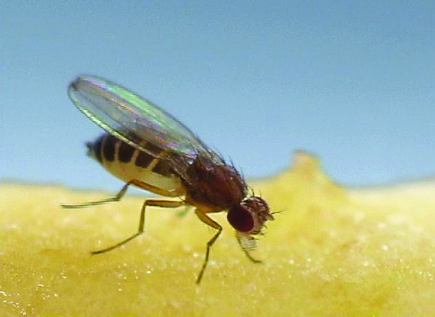 Flies and Fruit Flies