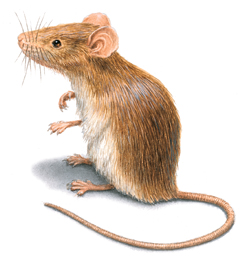 What are the Differences Between Mice & Rats?
