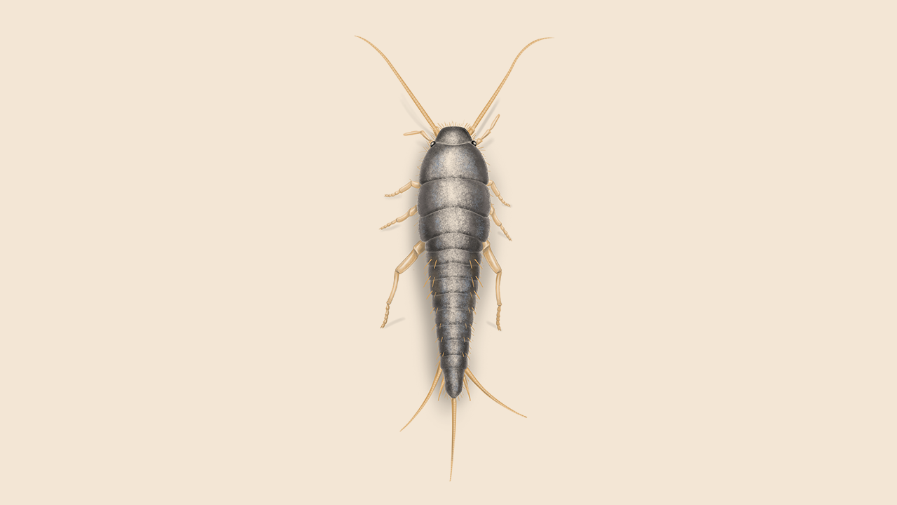Home Remedies To Get Rid Of Silverfish Naturally