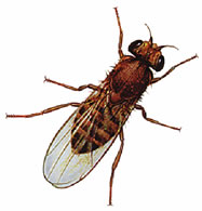 Fruit flies and gnats: what's the difference?