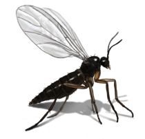 Fruit Fly vs. Gnat: Difference Between Gnats & Fruit Flies