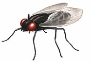 Fly Exterminator - How To Identify & Get Rid Of Flies