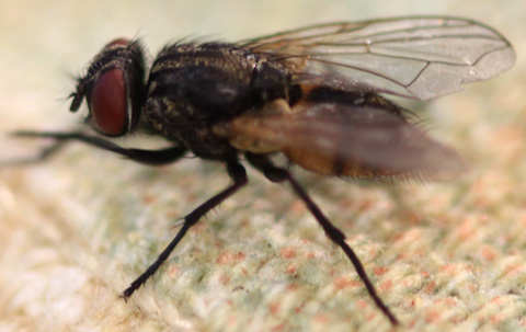 Fly Lifespan, How Long Do Flies Live For?