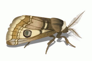 How Do Moths Get In Your House?