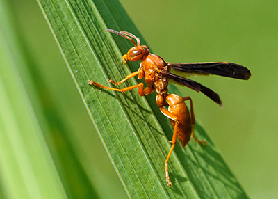 Red Wasps