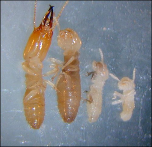 what color are baby termites