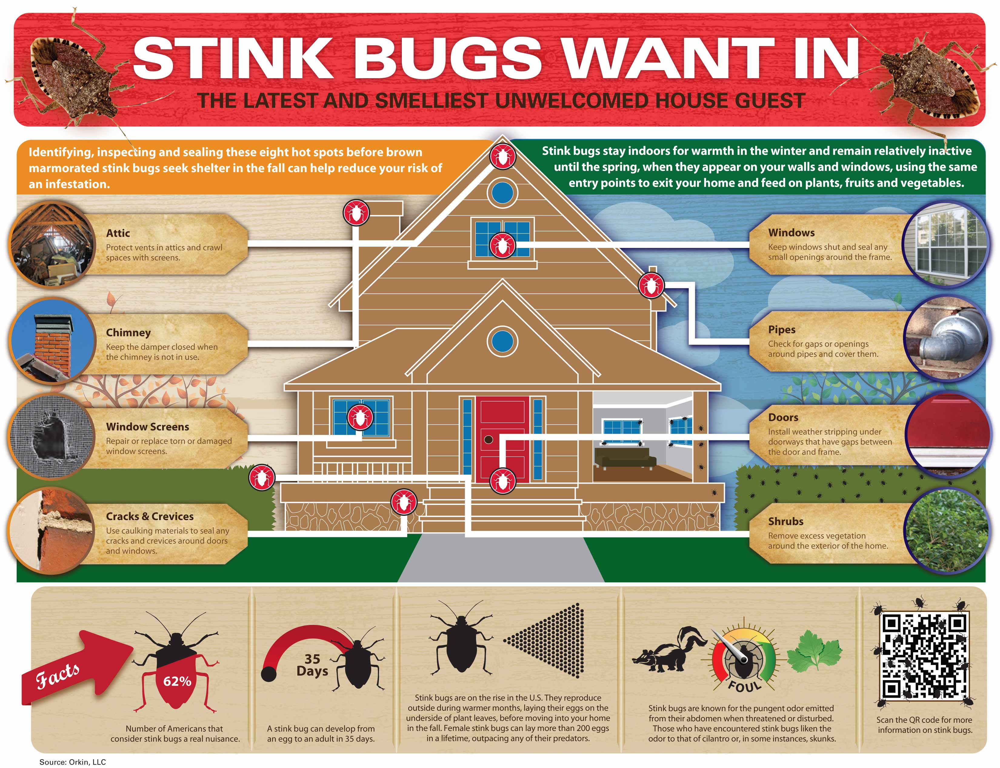 Stink bugs: Why are they in my house? How to keep them out
