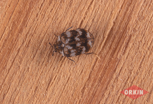 How to Get Rid of Carpet Beetles: Control & Prevention Tips