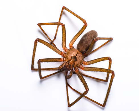 Brown Recluse Pictures & Image Gallery