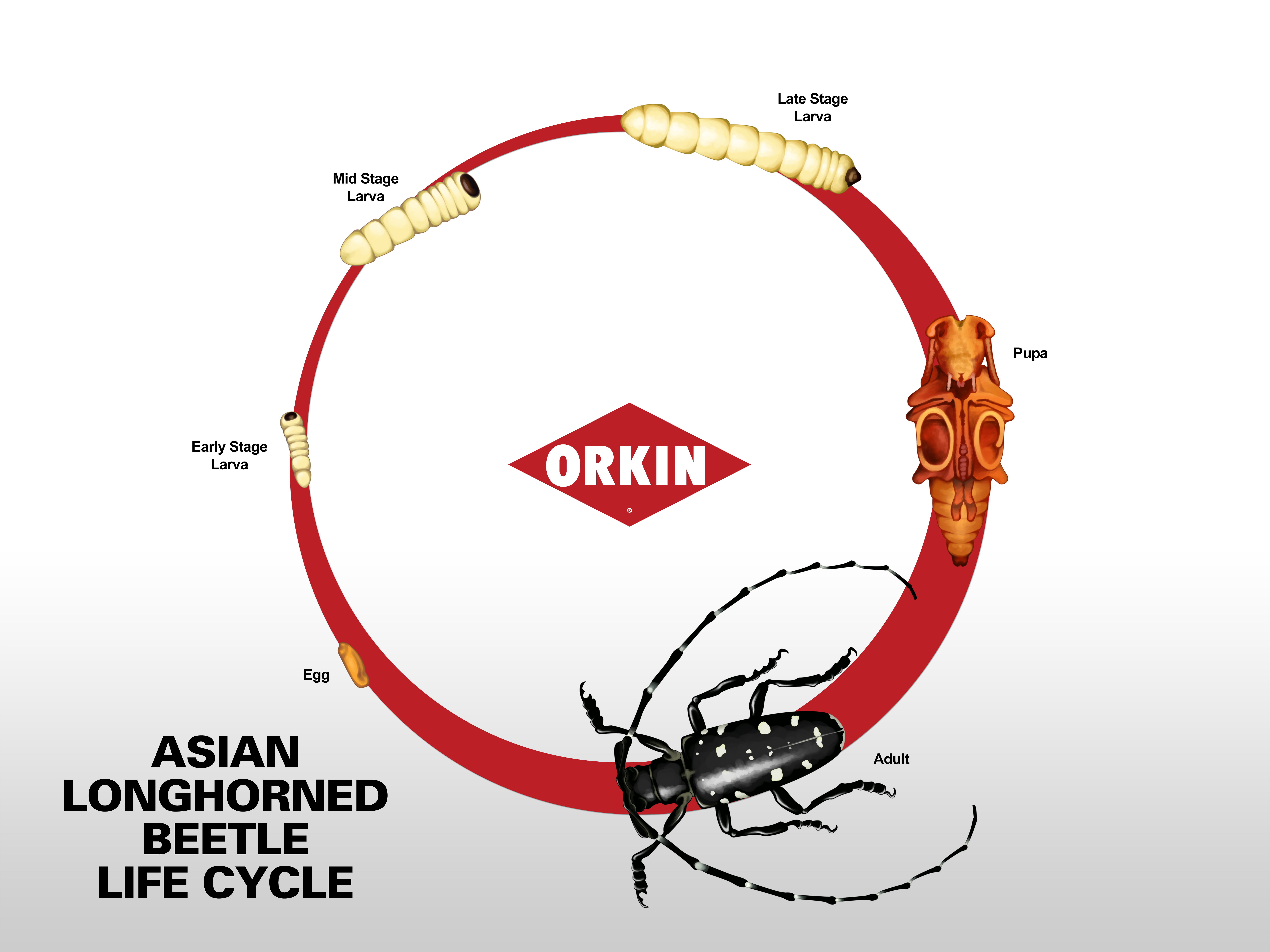 asian longhorned beetle life cycle