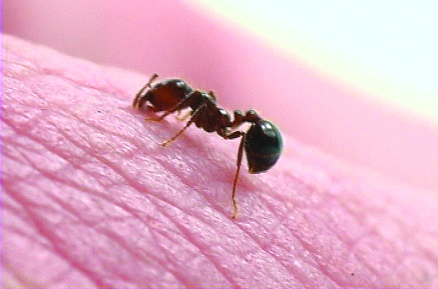 big red ant bite