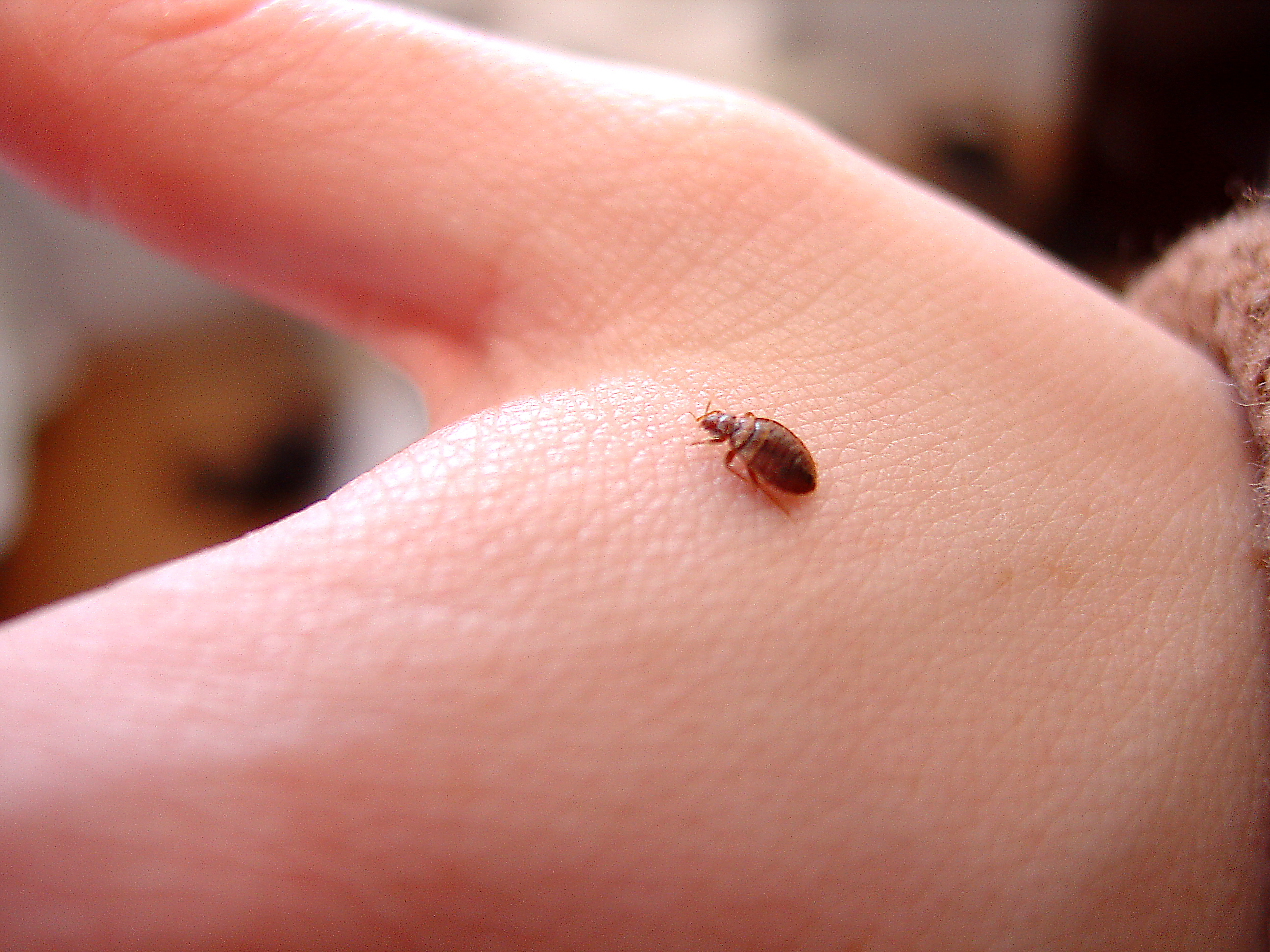 What Do Baby Bed Bugs Look Like?  