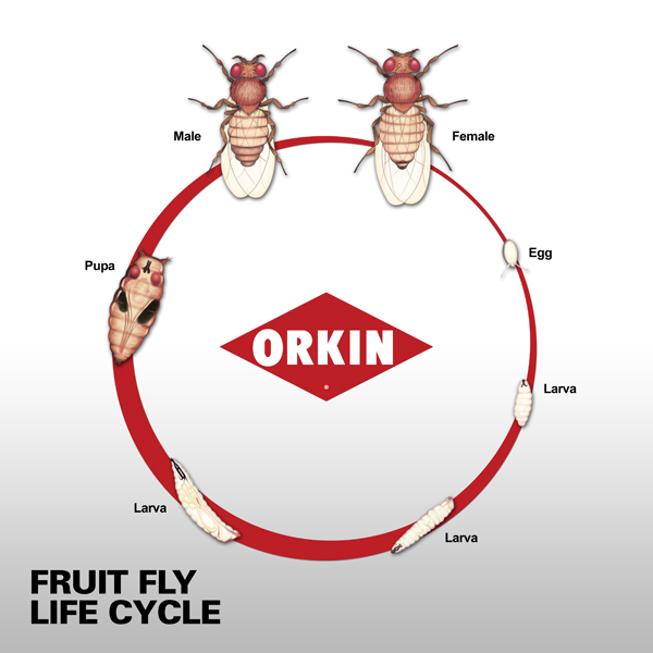 fruit flies life cycle