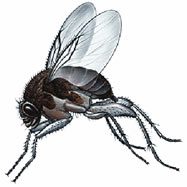 How to Get Rid of Gnats Outside  How to get rid of gnats, Gnats, The  outsiders