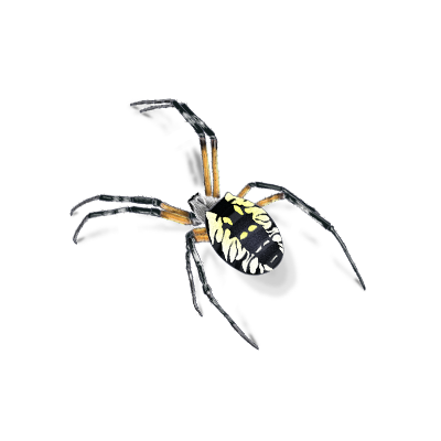 Barn Spider Identification, Habits & Behavior  Active Pest Control - Pest  Control and Exterminator Services