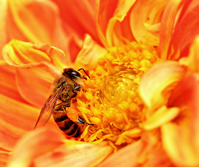 What Is an Africanized Honey Bee? | Killer Bees | Orkin