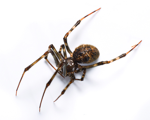 File:Common house spider and web.JPG - Wikipedia