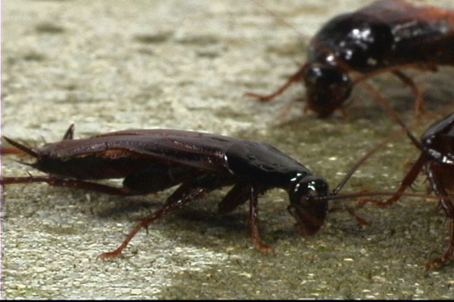 What Do Cockroaches Eat?, Roach Diet Facts