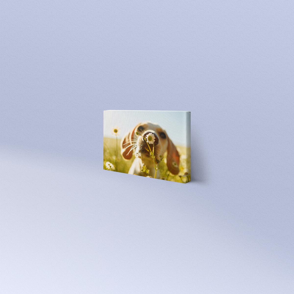 Lerretsbilder og personaliserte bilder på lerret