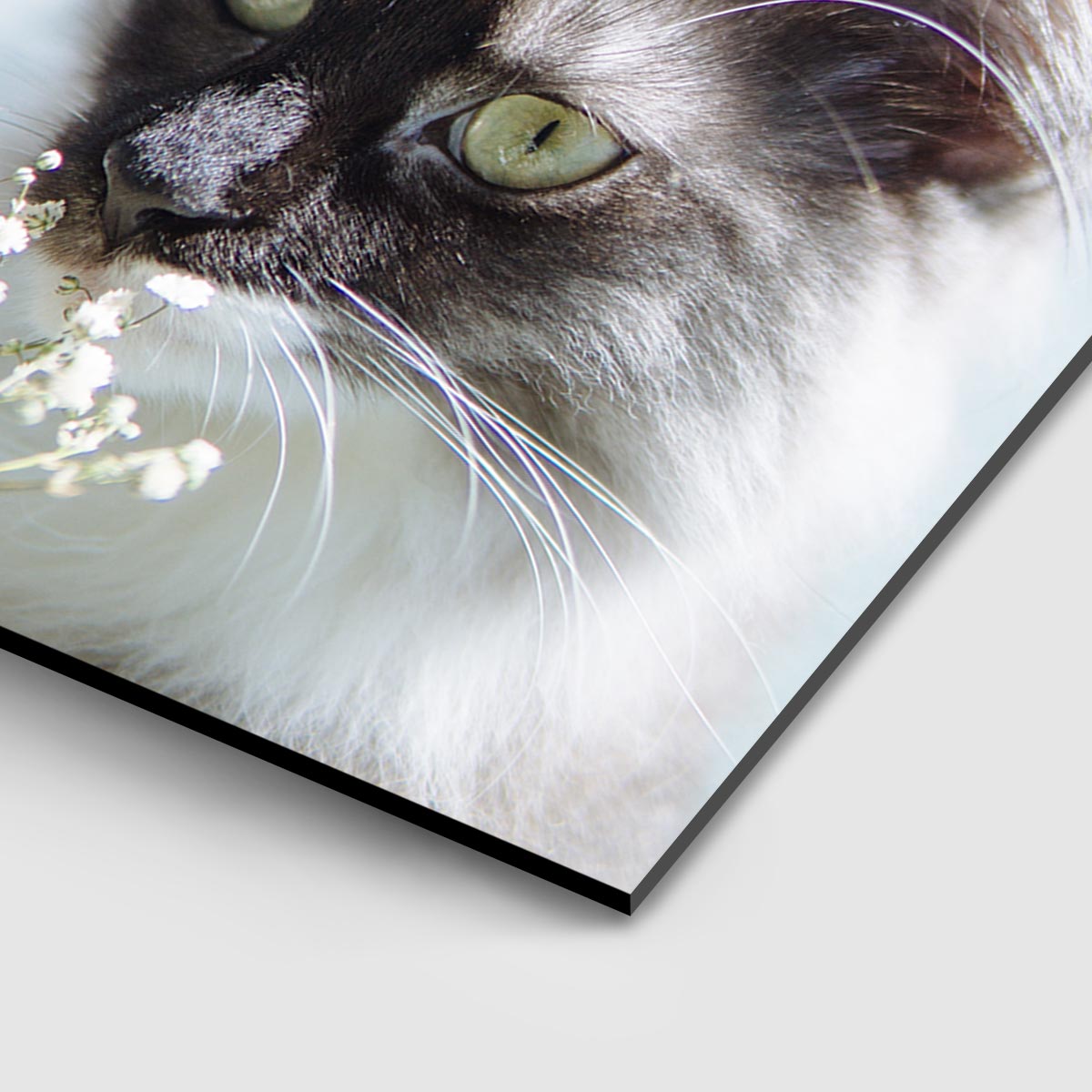 Foam Print Photo Printing on Hard Foam Board Optimalprint