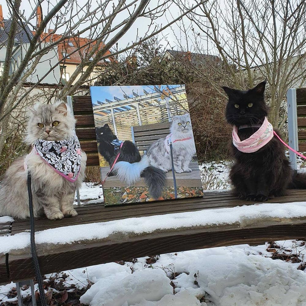 Lerretsbilder og personaliserte bilder på lerret