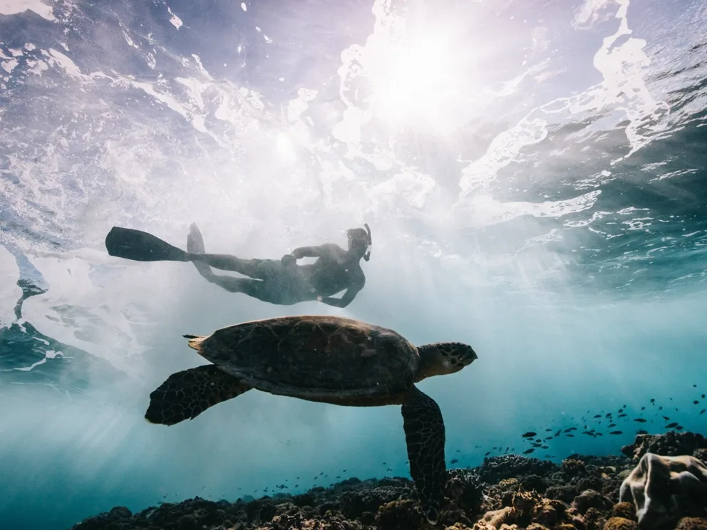 A man swimming along with a sea turtle