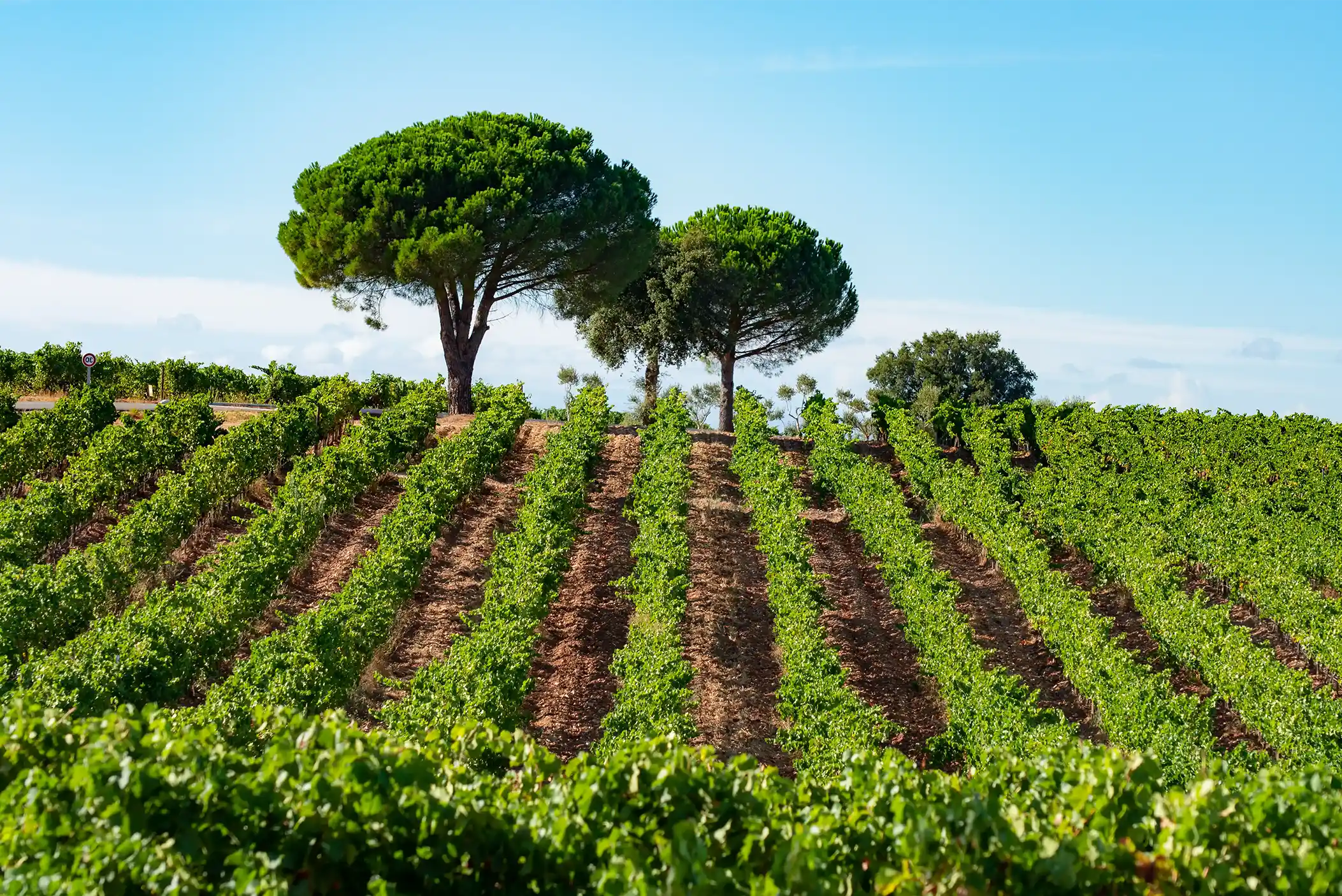 Vineyard in Bandol France. 
