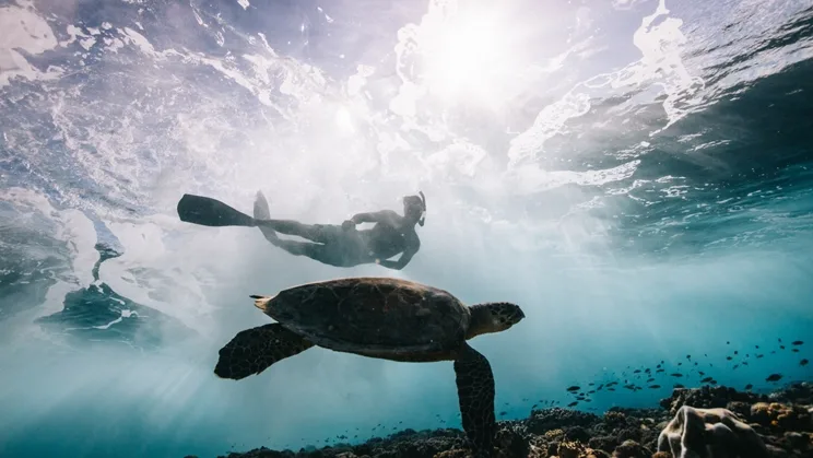 A man swimming along with a sea turtle