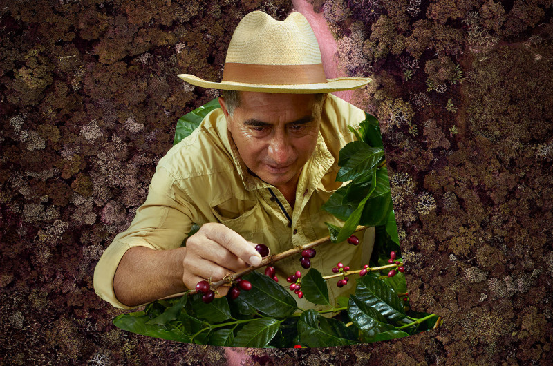 Sfeerfoto Nespresso Colombiaanse boer plukt de geoogste bessen