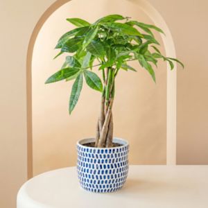 Nieuwe woning