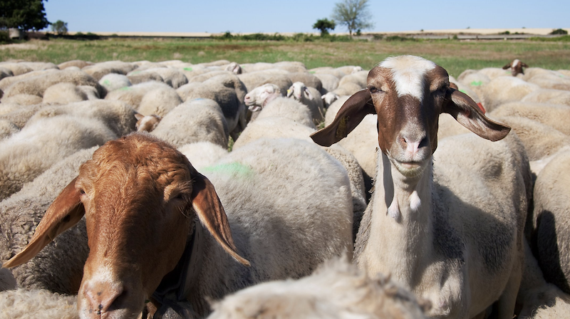 sheep.png