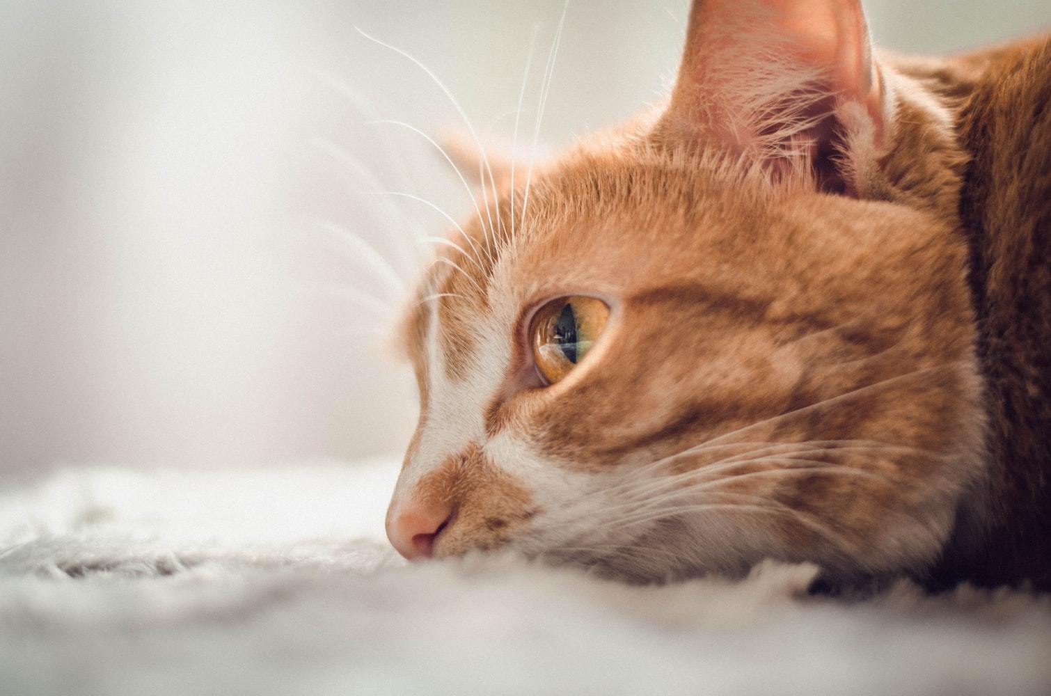 factor 12 deficiency in cats