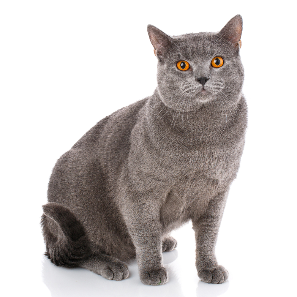 Chartreux Breed Information | Chartreux Characteristics, Grooming ...