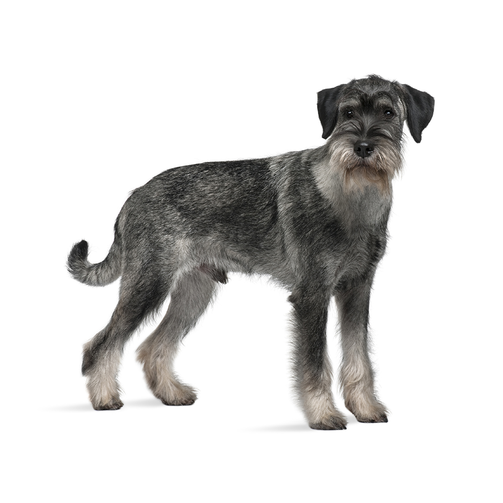 are standard schnauzers smart dogs