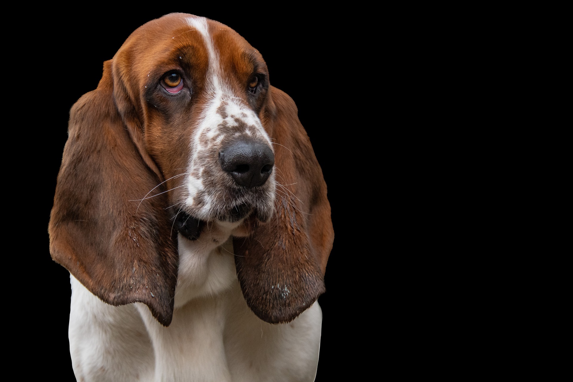 Diversity of Hound Dog Breeds: Traits, Types, and Companionship