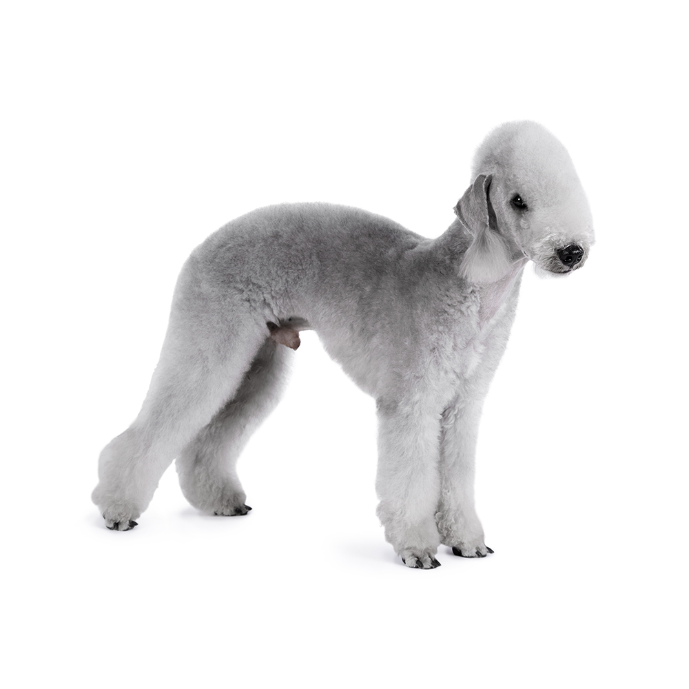 Bedlington terrier clearance soft toy