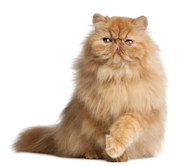 Flat Faced Cat