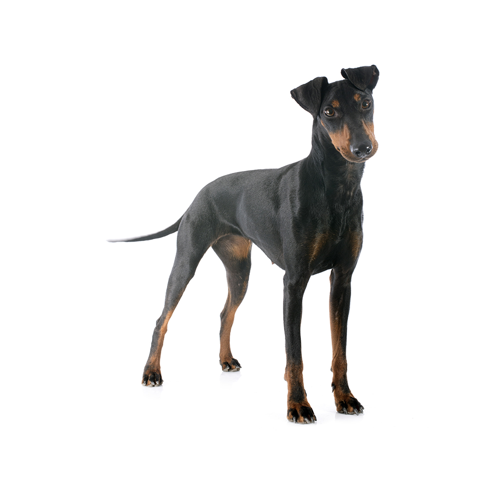 Standard manchester terrier outlet breeders