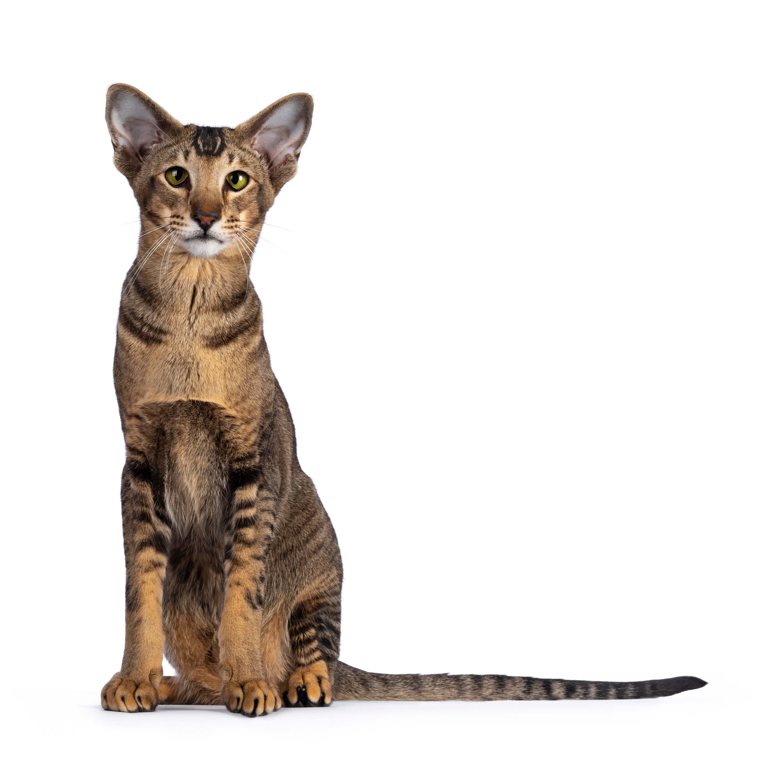 Oriental Shorthair Cat 