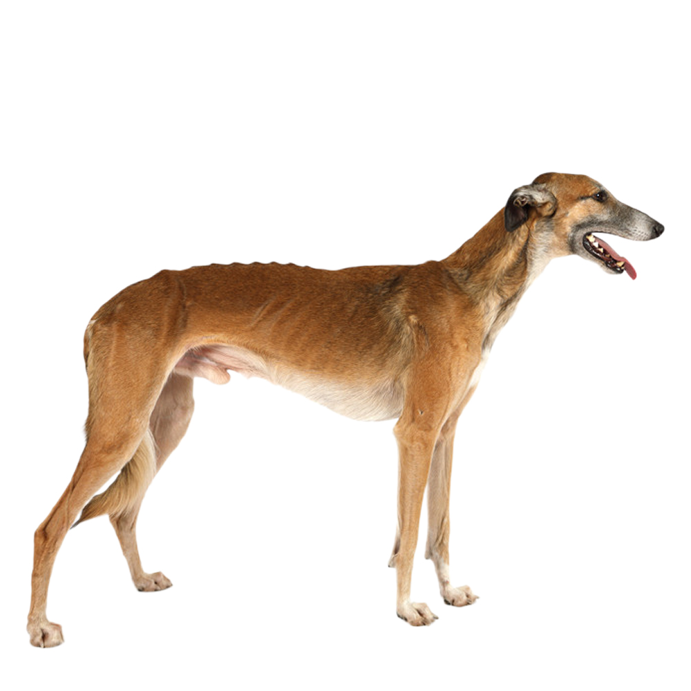 Polish greyhound hot sale