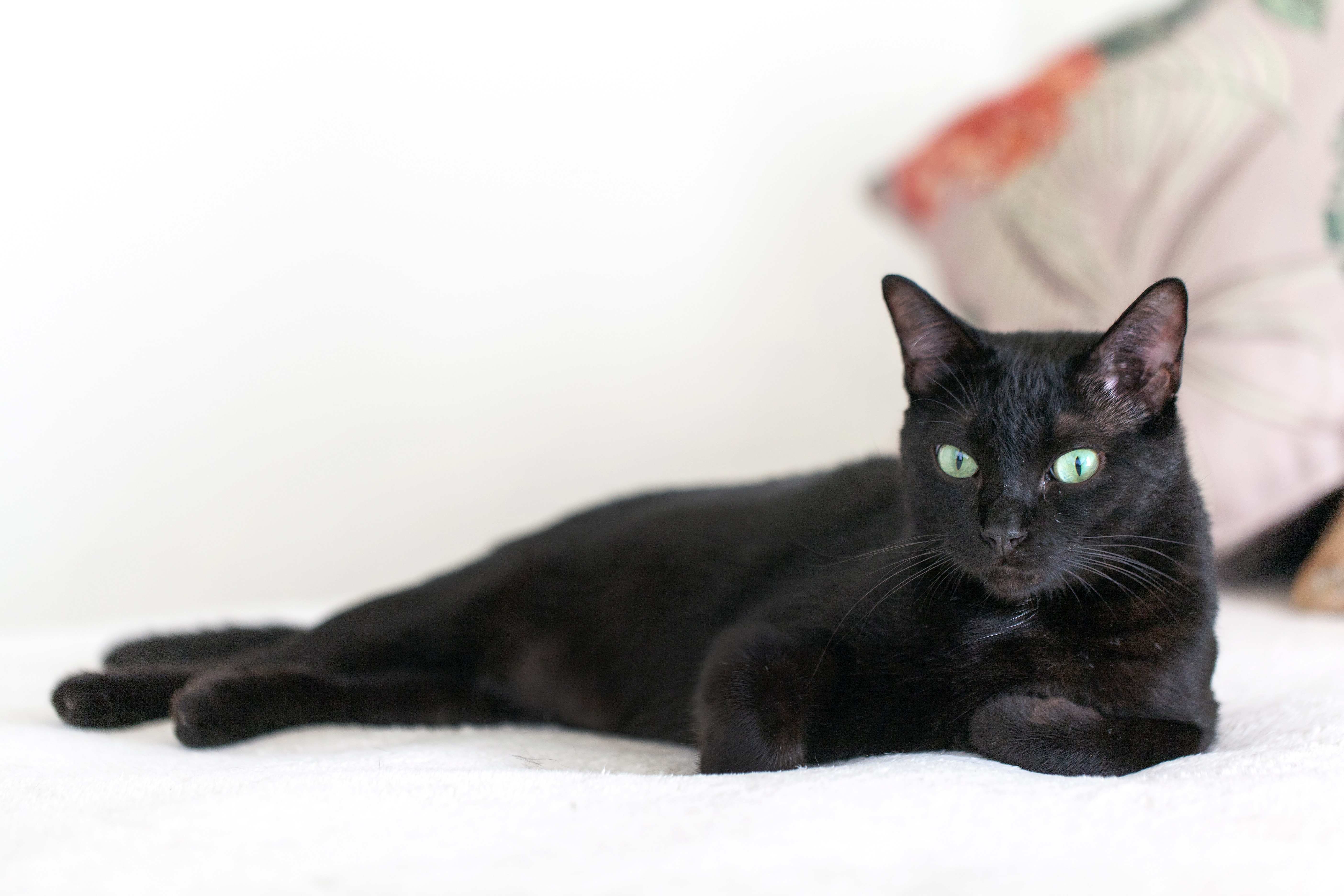 Unveiling the Enigmatic Black Cat Personality: Myths, Traits, and Bonds