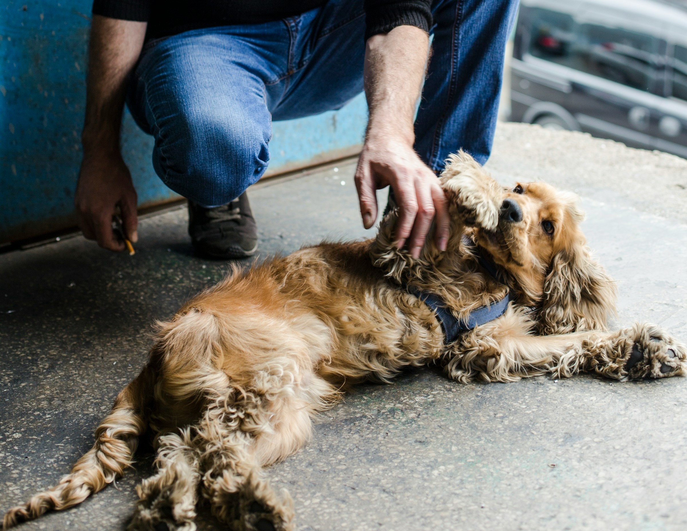 Why Do Dogs Lay on Their Back?